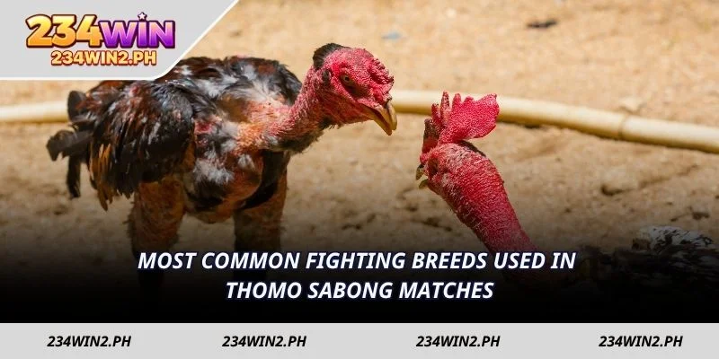 Most common fighting breeds used in Thomo Sabong matches