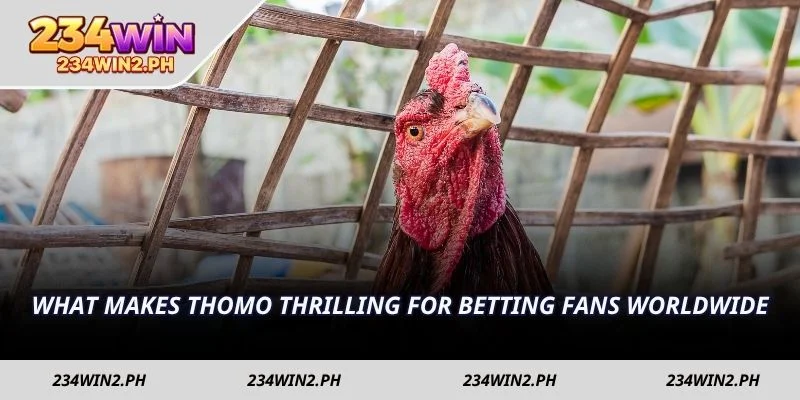What makes Thomo thrilling for betting fans worldwide
