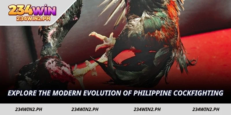 Explore the modern evolution of Philippine cockfighting