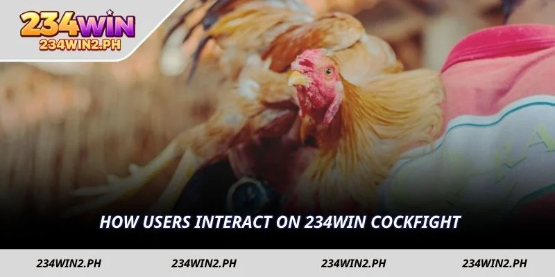 How users interact on 234WIN Cockfight
